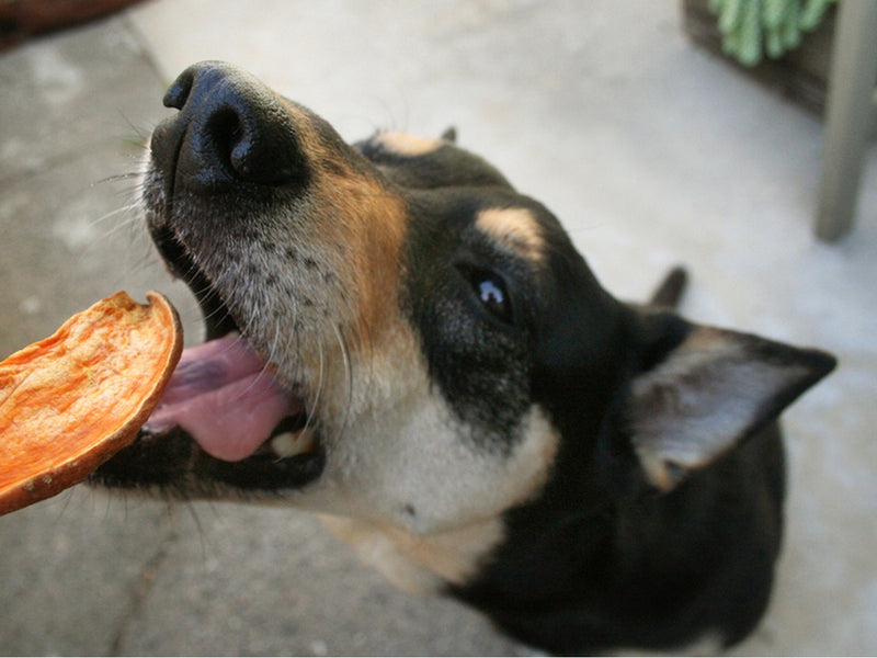 Potatoes in dog food bad sale