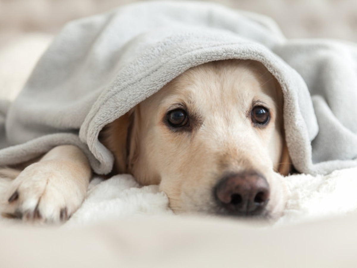 Signs Your Pet Has an Upper Respiratory Infection – Petwell Supply