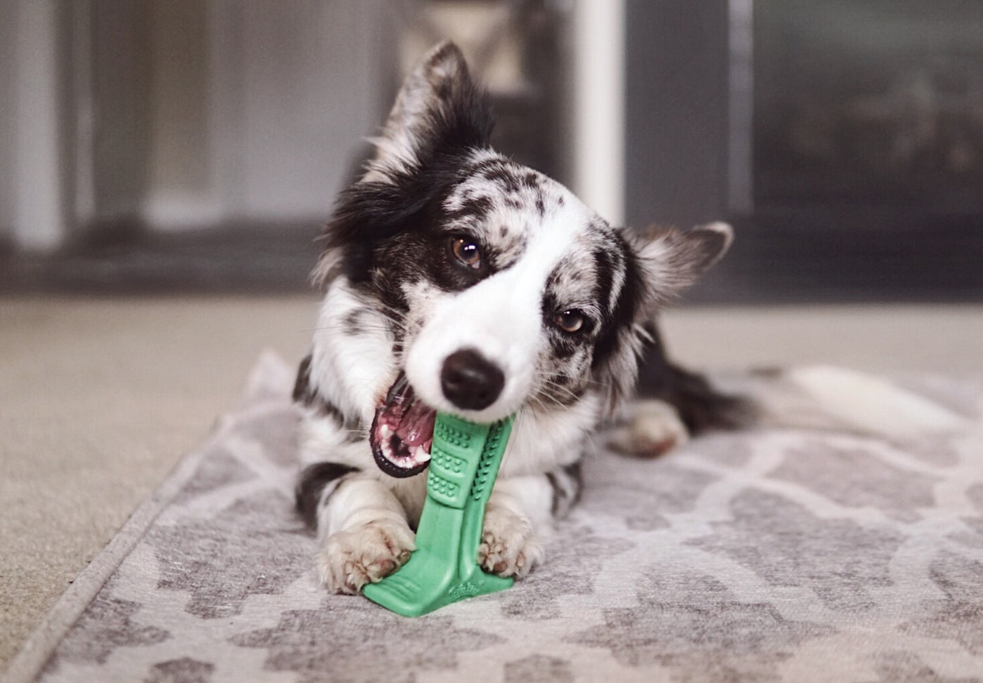 Shop puppy pal clearance toothbrush